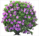 造型非常漂亮的杜鹃盆景花卉素材－80张PSD格式后期花卉植物素材－FB06
