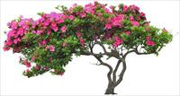 造型漂亮的杜鹃盆栽花卉素材－80张PSD格式后期花卉植物素材－FB03