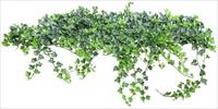 吊藤植物素材－80张PSD格式后期花卉植物素材－FB41