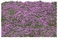 草花铺装素材－80张PSD格式后期花卉植物素材－FB43