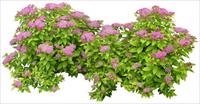 藤本花卉植物素材－80张PSD格式后期花卉植物素材－FB14