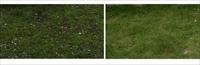草坪地被草花地被素材－80张PSD格式后期花卉植物素材－FB51