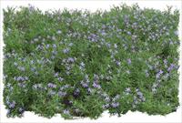 草花地被素材－80张PSD格式后期花卉植物素材－FB46