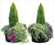 花坛花卉及灌木素材－80张PSD格式后期花卉植物素材－FB54