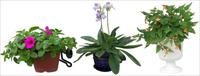 三种盆栽花卉素材－80张PSD格式后期花卉植物素材－FB70