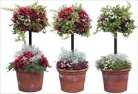 漂亮的盆栽花卉花艺素材－80张PSD格式后期花卉植物素材－FB56