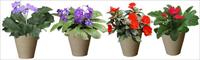 四种盆栽花卉素材－80张PSD格式后期花卉植物素材－FB72
