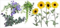 藤本花卉素材－80张PSD格式后期花卉植物素材－FB73