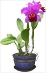 80张PSD格式后期花卉植物素材之盆栽花卉素材－FB65