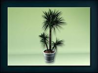 装饰构件之植物3D模型植物020