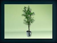 装饰构件之植物3D模型植物029